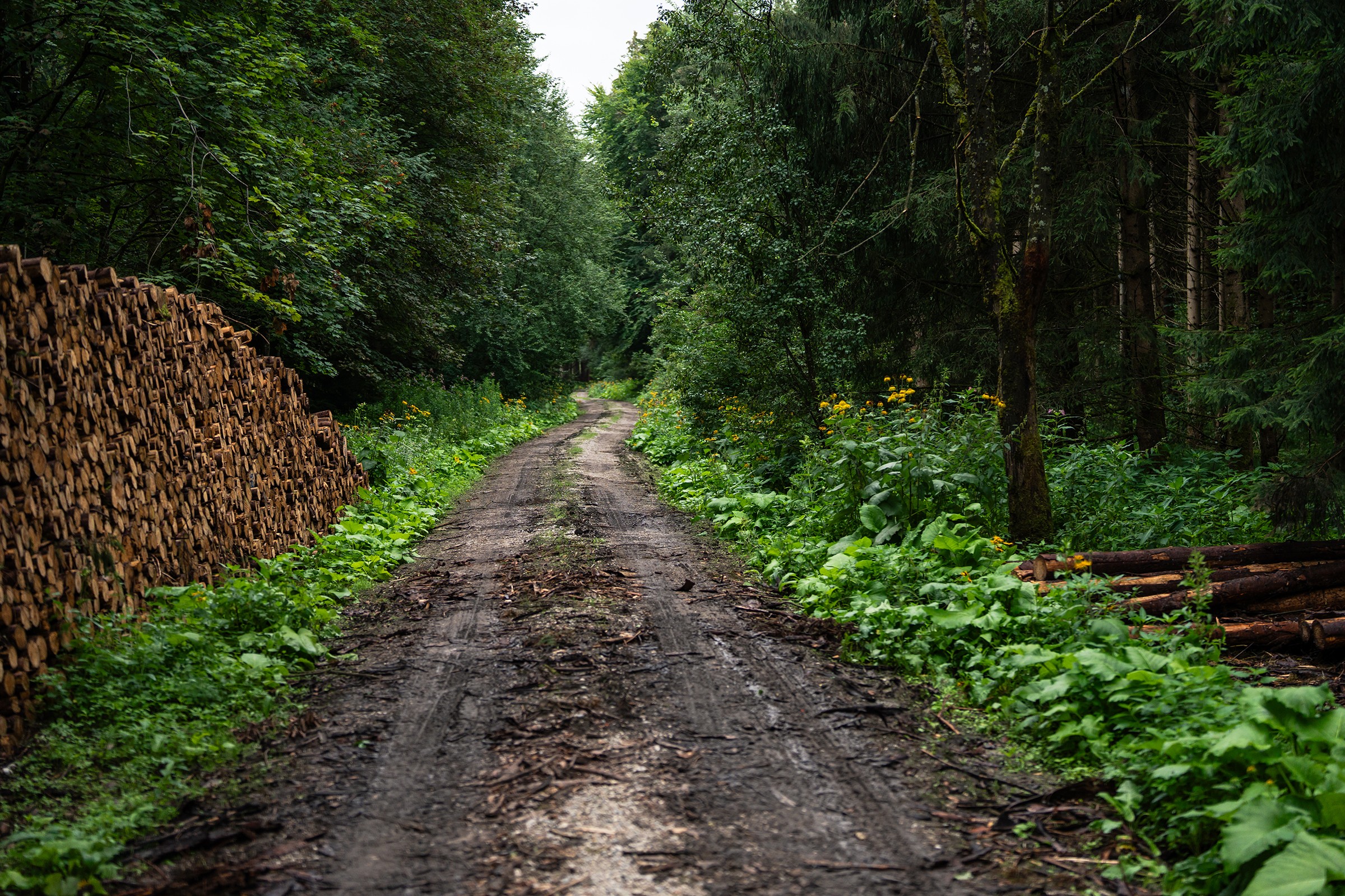 Caminho de terra com lama e marcas de pneus, rodeado por árvores e paisagem  natural 